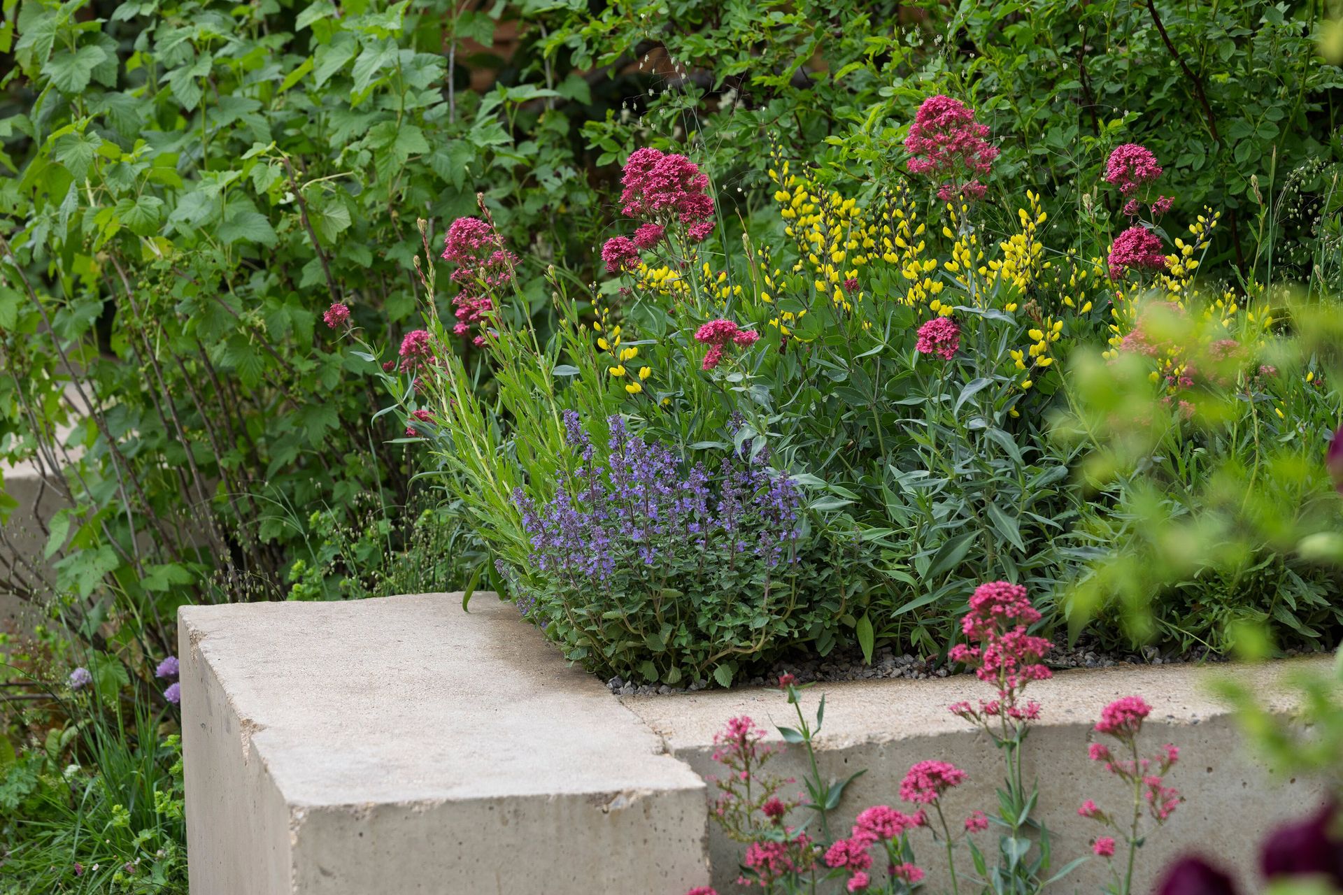 Tom Massey and Je Ahn's Chelsea Flower Show garden 2025
