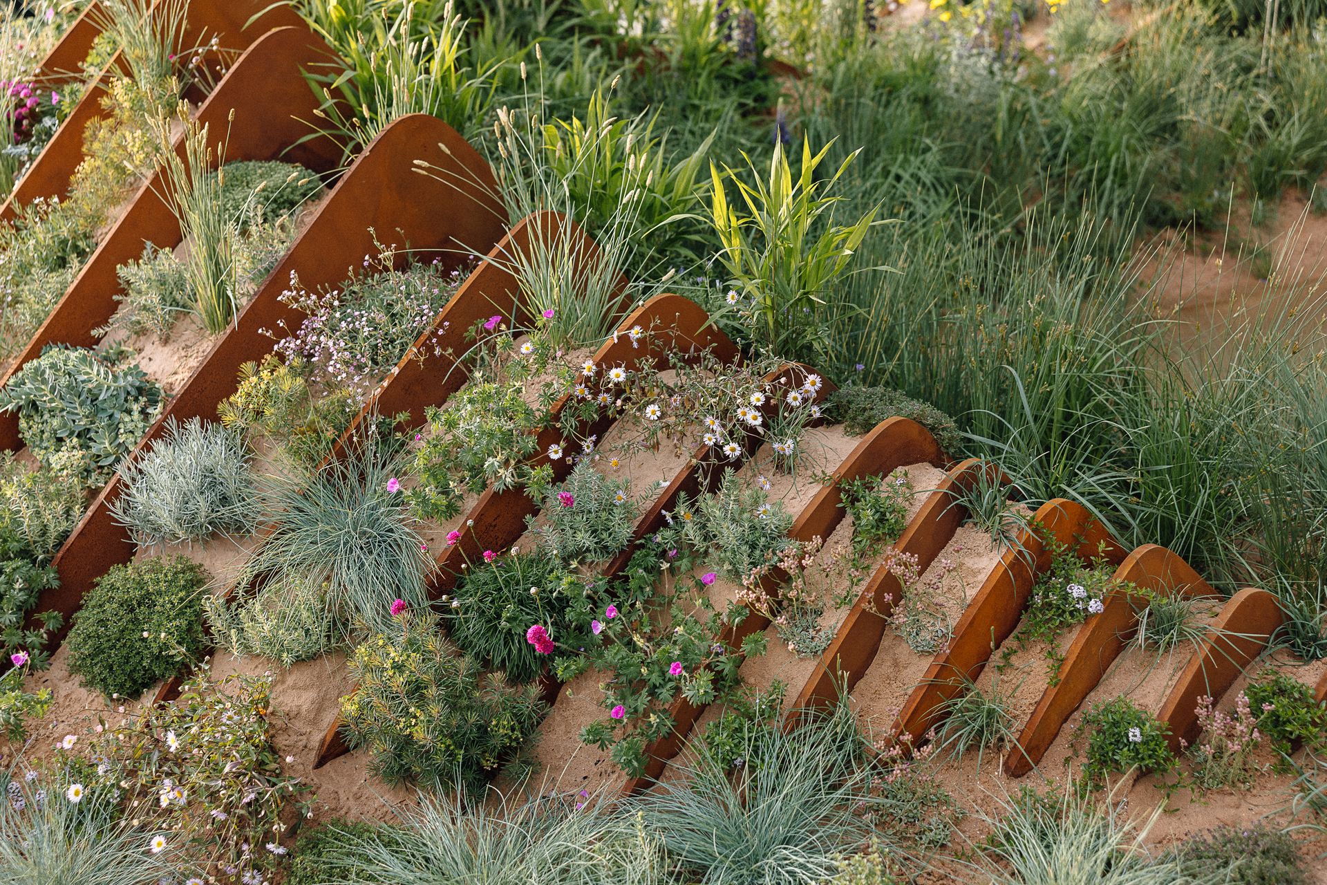 Nigel Dunnett garden at Chelsea Flower Show 2025